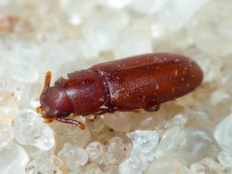 Palorus depressus (Fabricius, 1790)